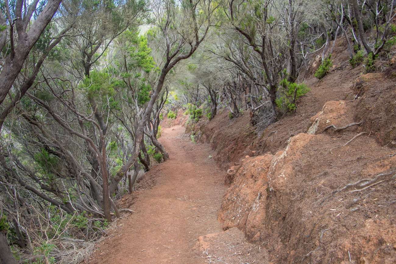 Durch ein Wäldchen laufen wir hinab 