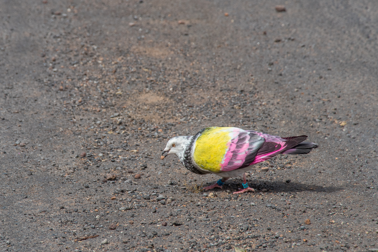 Da hat wohl jemand die arme Taube umlackiert :-( 