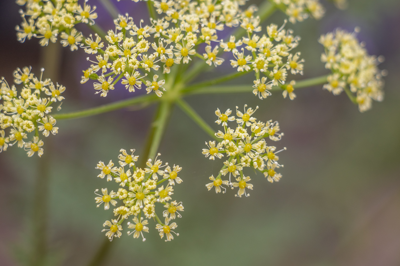 Winzig kleine Blüten 