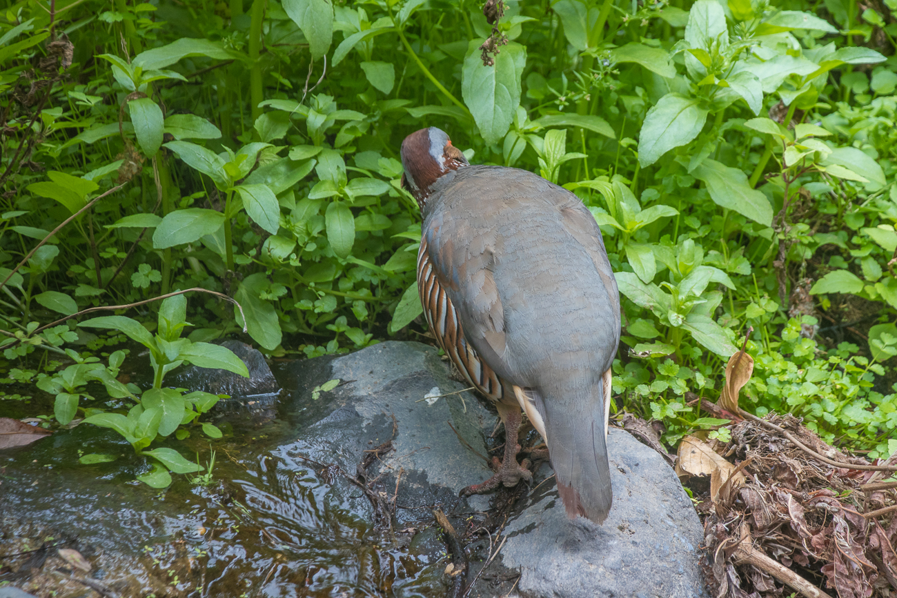 Der Vogel wollte sich nicht von vorne zeigen ;-) 