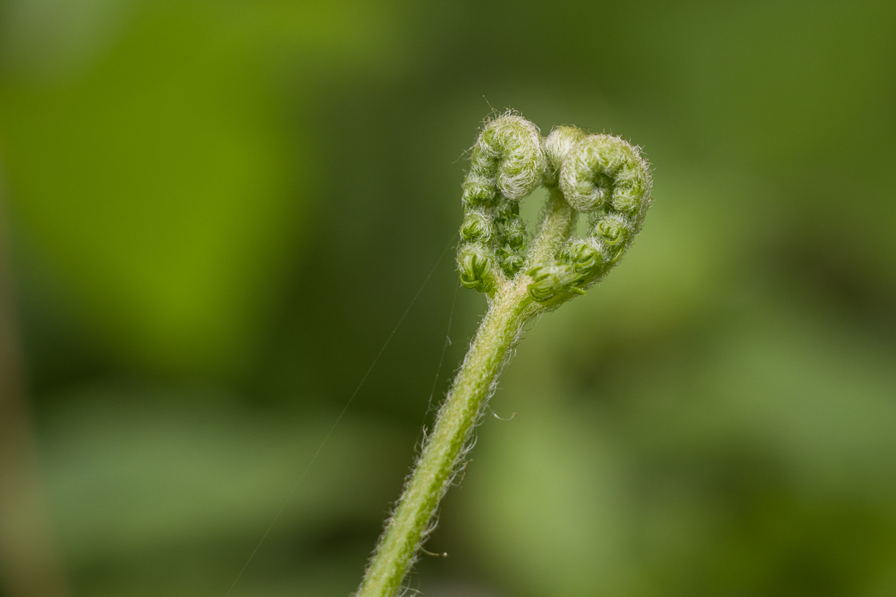 Farnblatt kurz vor der Entfaltung 