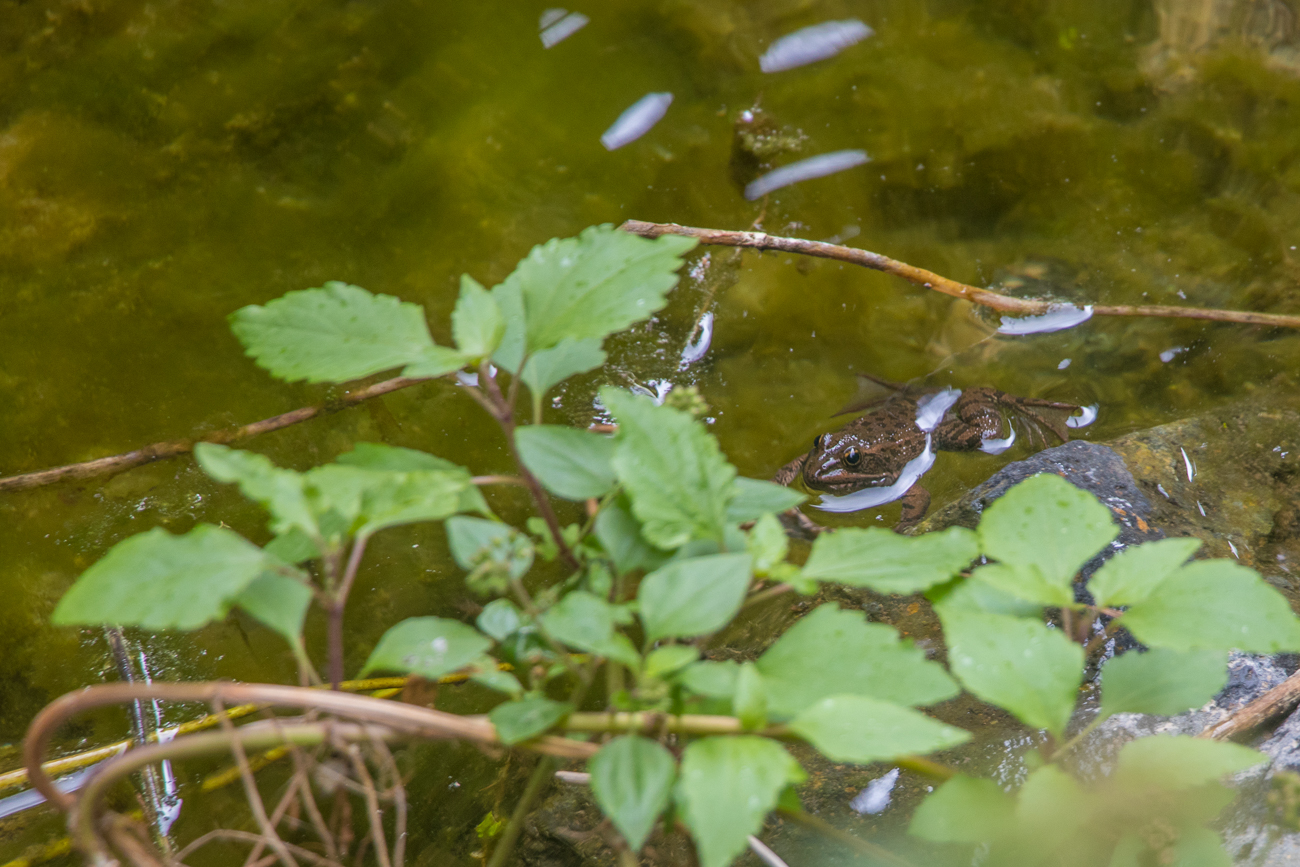... und in den Teichen quaken Frösche 