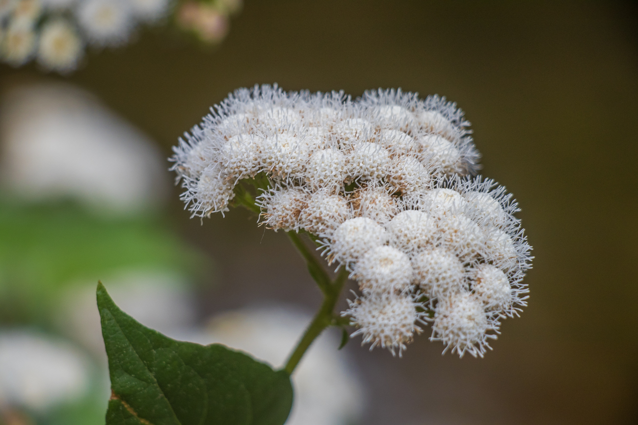 Weiße Tupfer in der grünen Umgebung 