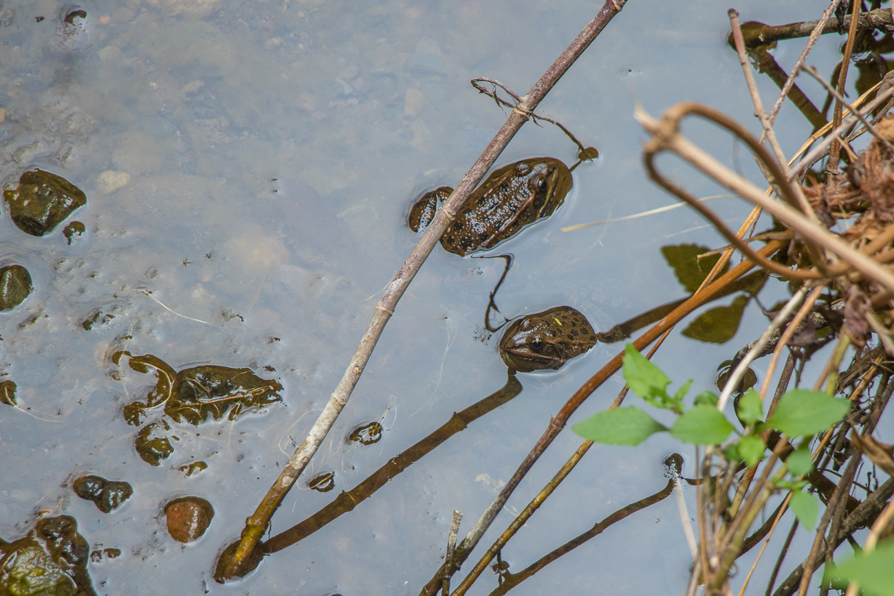 Auch hier gibt es Frösche ... 