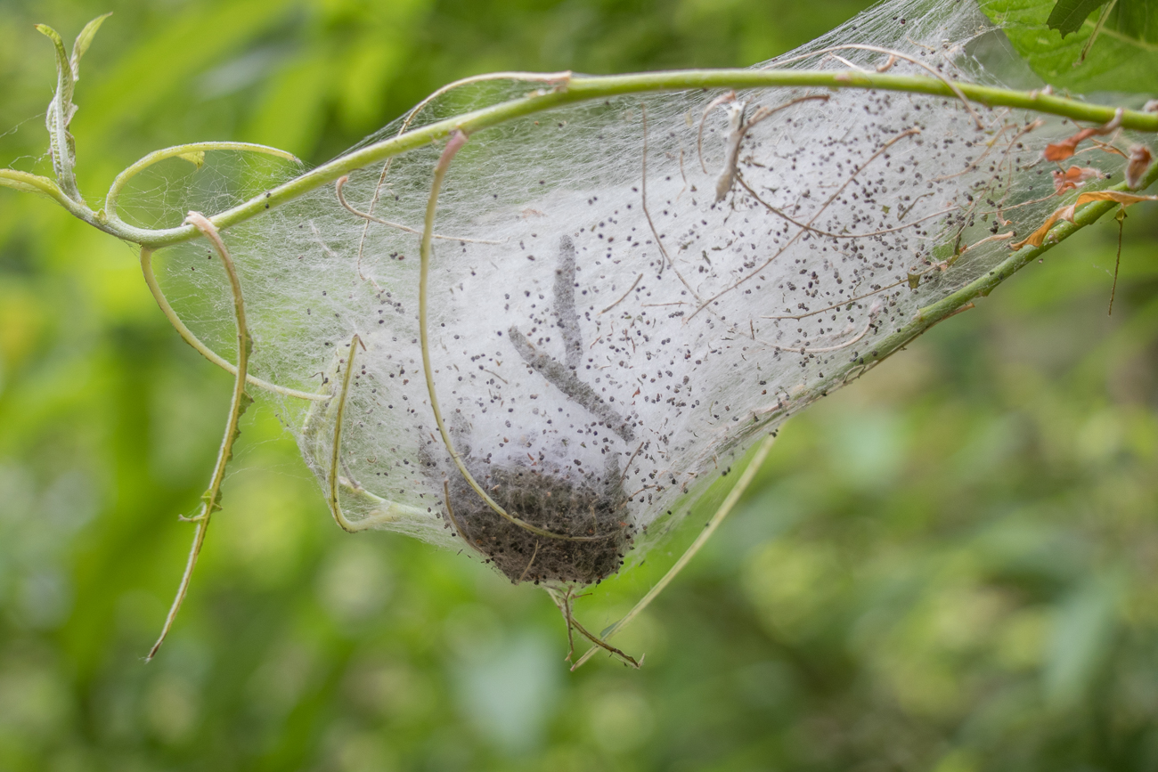 ... aber auch Spinner-Raupen 