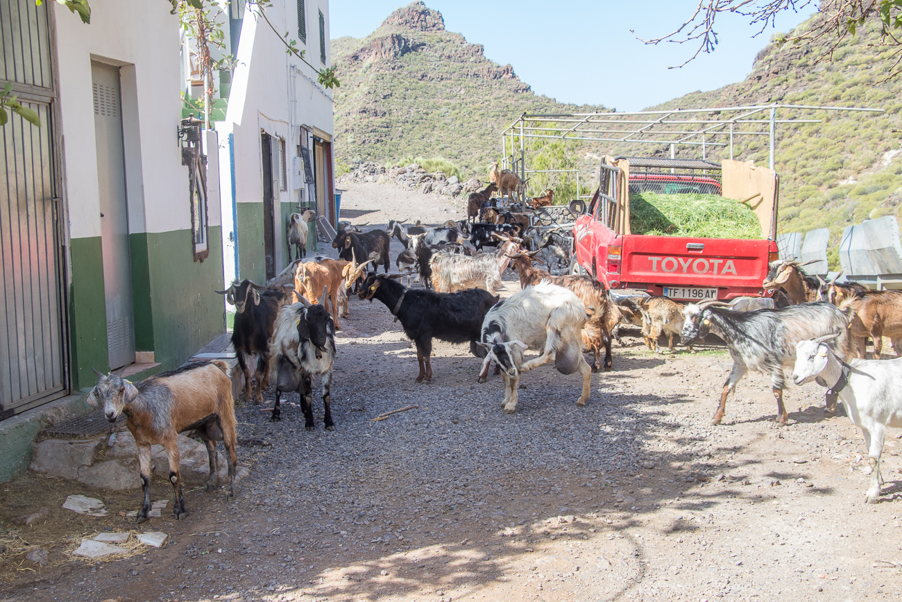 Wir bahnen uns einen Weg durch die Ziegenherde 