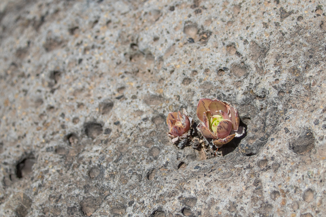 Mini Hauswurz, nur so groß wie ein 5 Cent Stück 