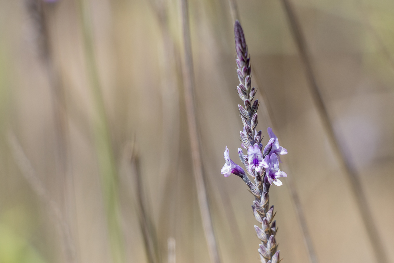 ... und zahlreiche Blüten ... 