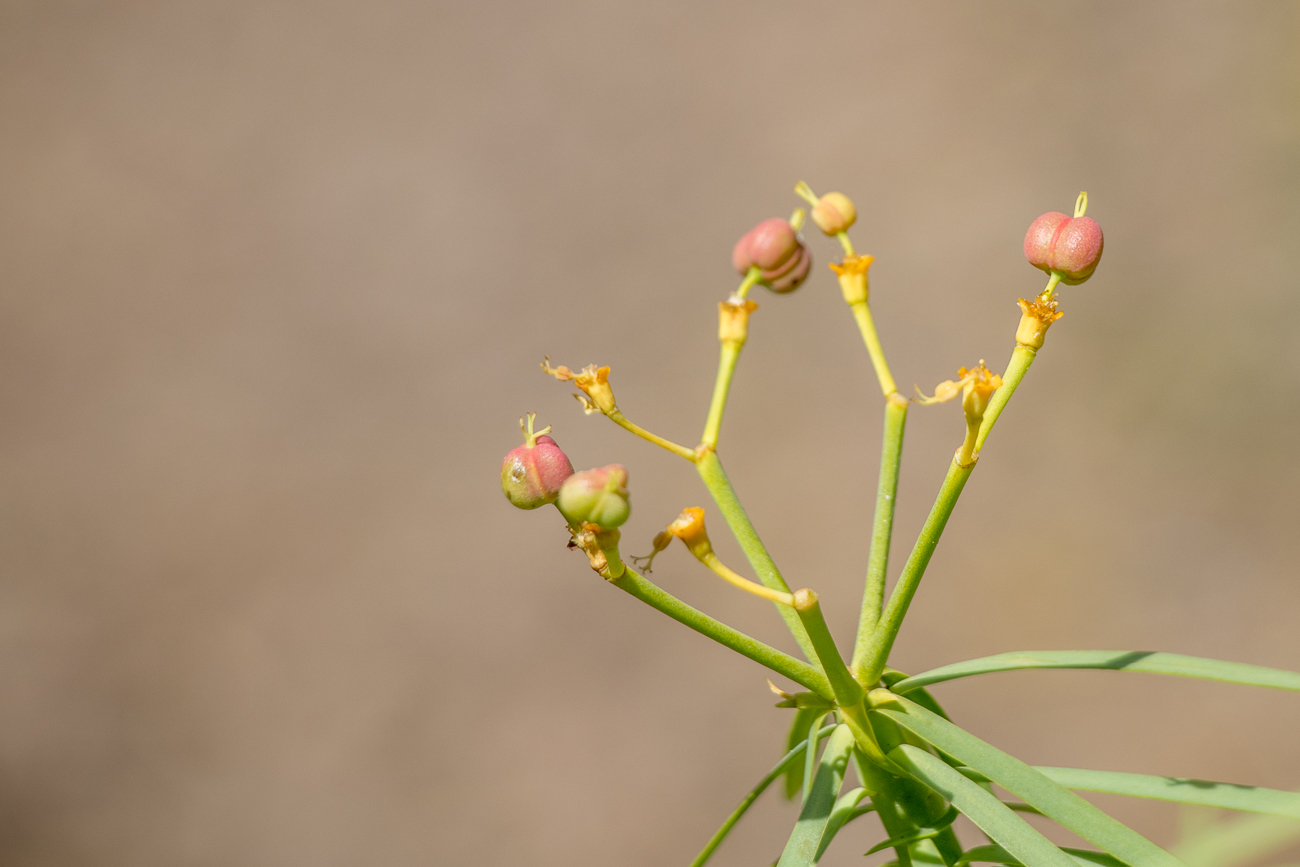... sowie Knospen am Wegesrand 