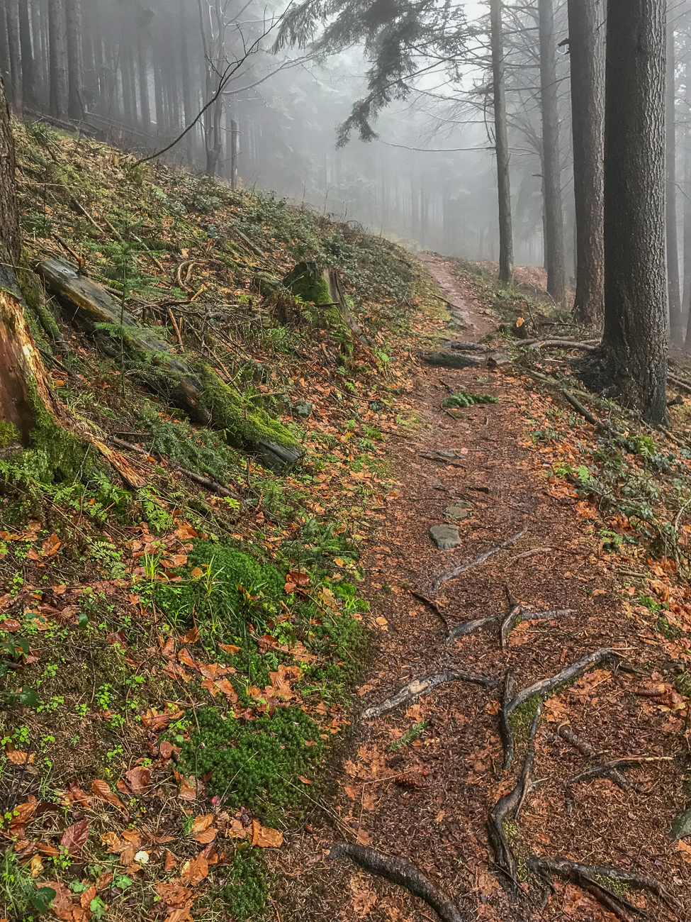 Waldweg kurz vor der Merkurhöhe