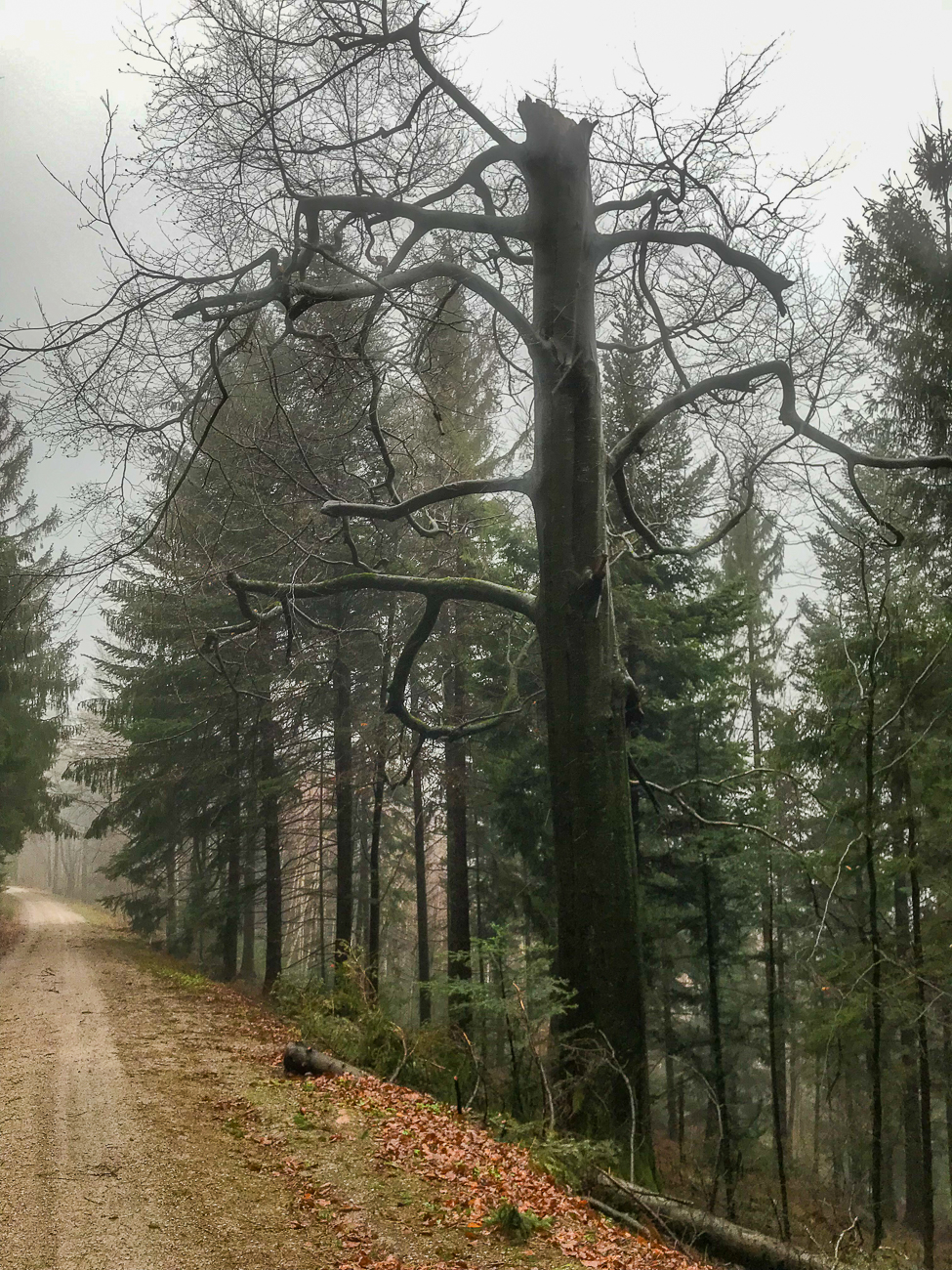 Schöner Baum, leider abgebrochen und wahrscheinlich abgestorben