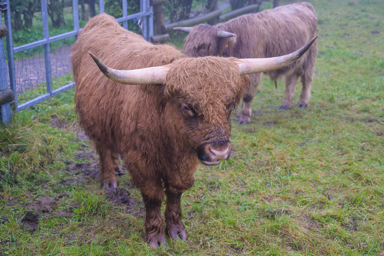 Den Rindern gefällt das Wetter auch nicht