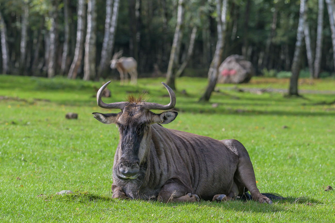 Müdes Gnu