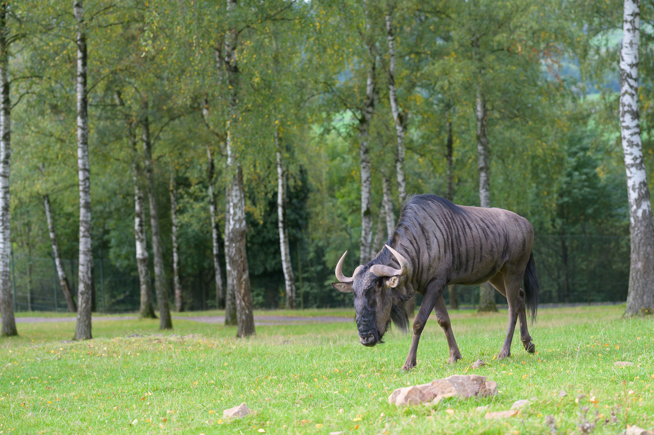 Einer der Gnus