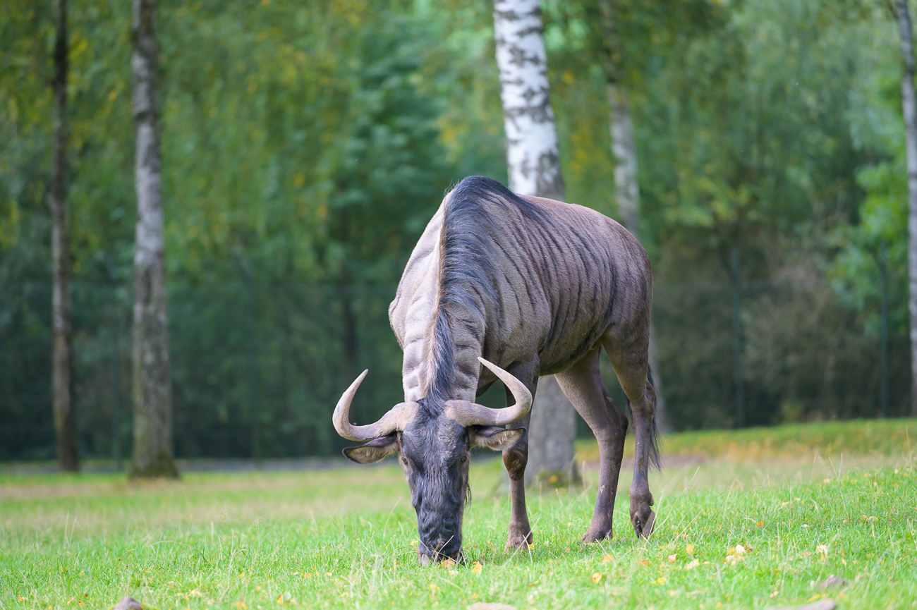 Gnu beim Äsen