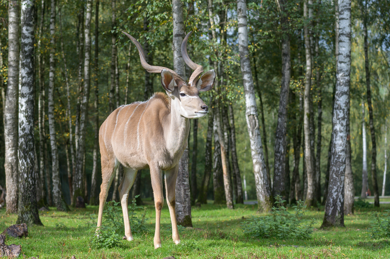 Die Geschichte des Kreuzes