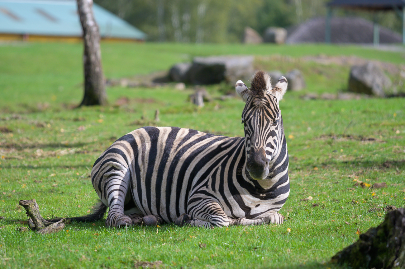 Zebra
