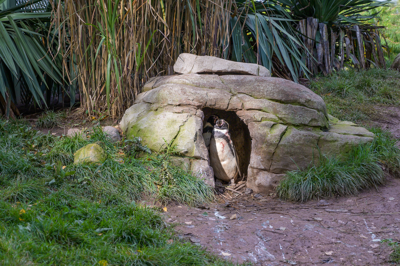 Pinguine in ihrer Nisthöhle