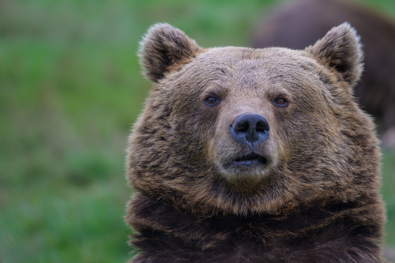 Glücklich sieht er nicht aus