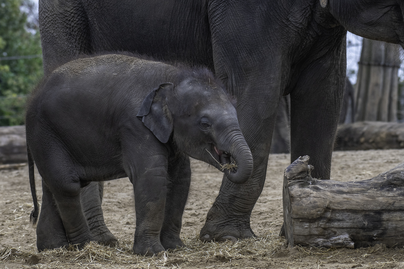 Im afrikanischen Bereich ...