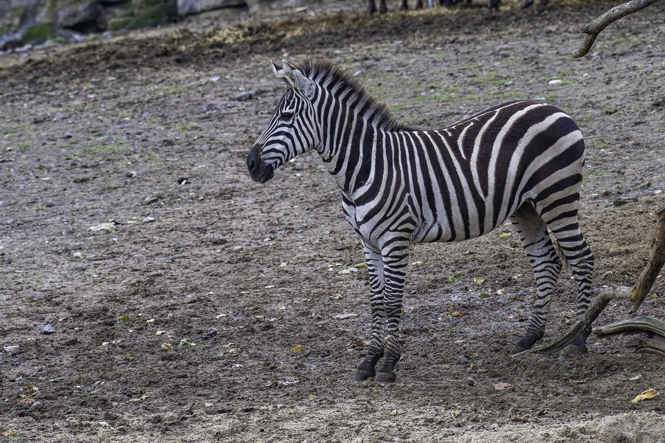 Zebra