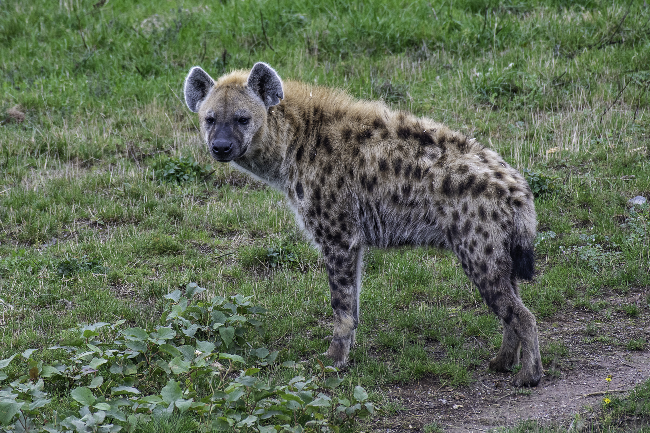 Tüpfelhyäne