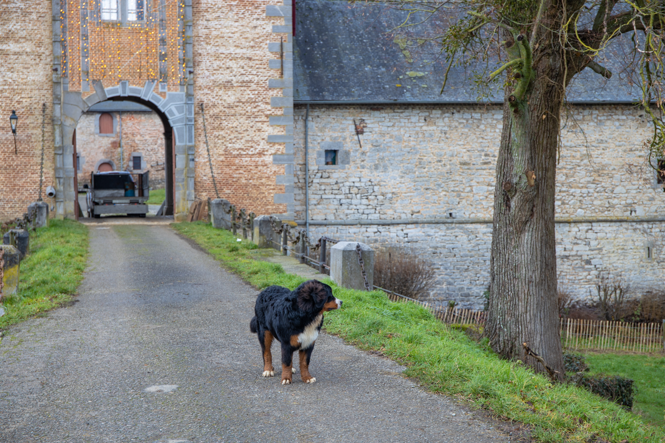 ... zum Glück will der nur spielen, aber das Gewicht bes hochspringenden Hundes wirft einen fast um ;-)