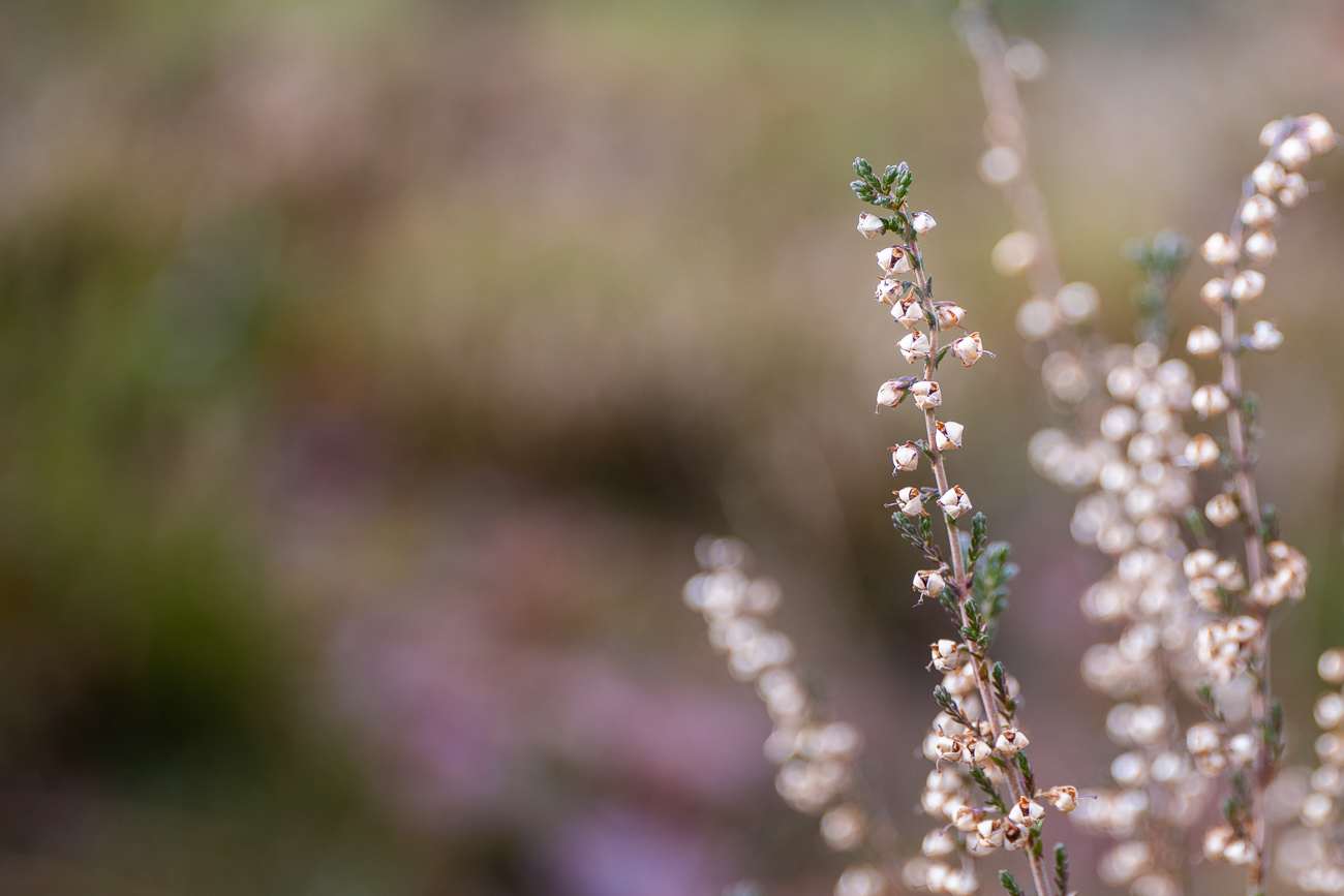 Blüten im Dezember?