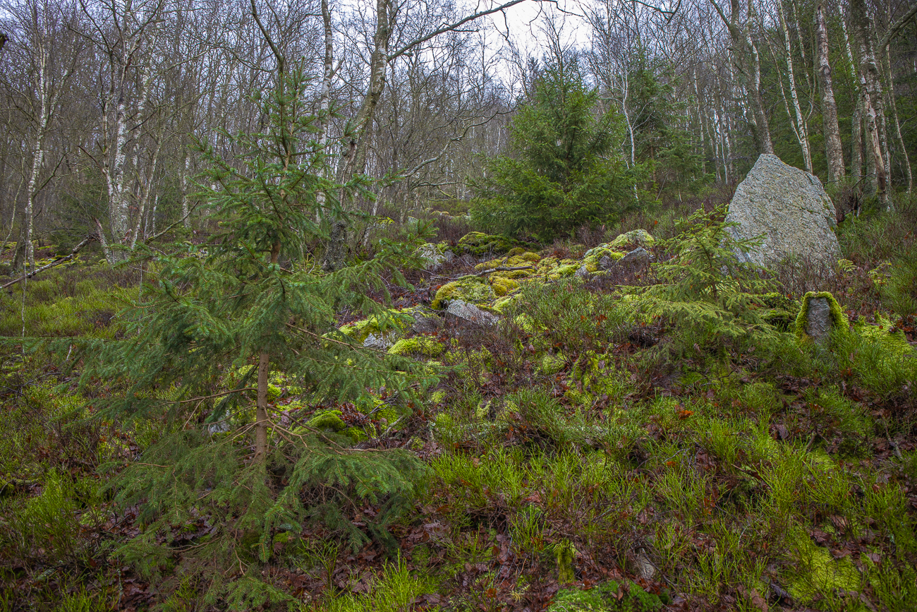 ... vorbei an grünen Niedergewächsen ...