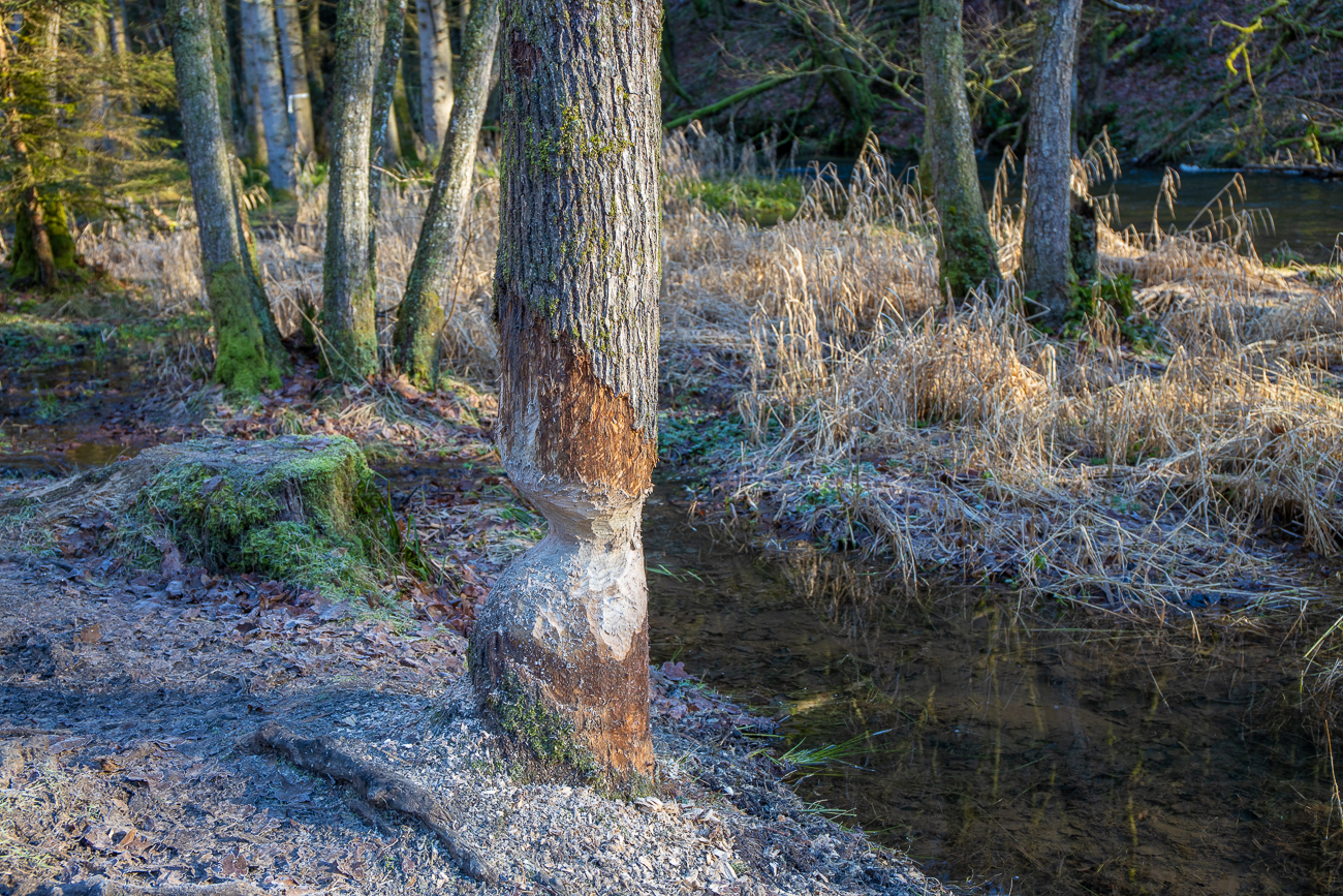 Hier finden wir zumindest Spuren der Biber, angenagte Bäume ...