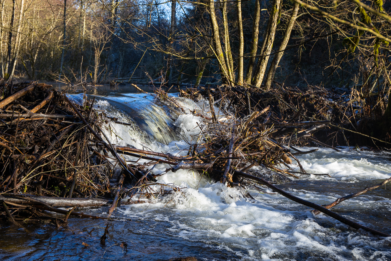 Biberdamm, nicht mehr in der besten Verfassung
