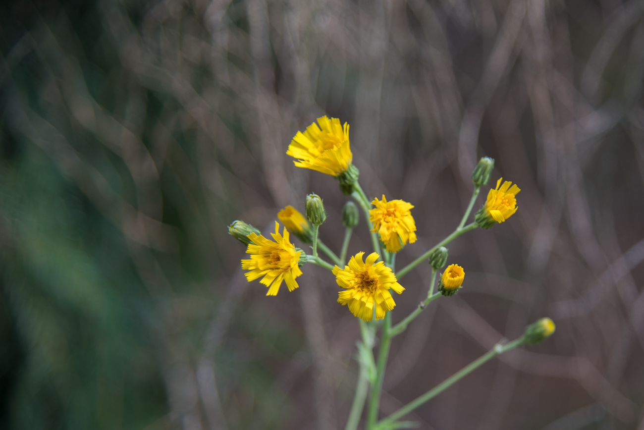 Wie so oft, herrscht gelb bei den Blüten vor