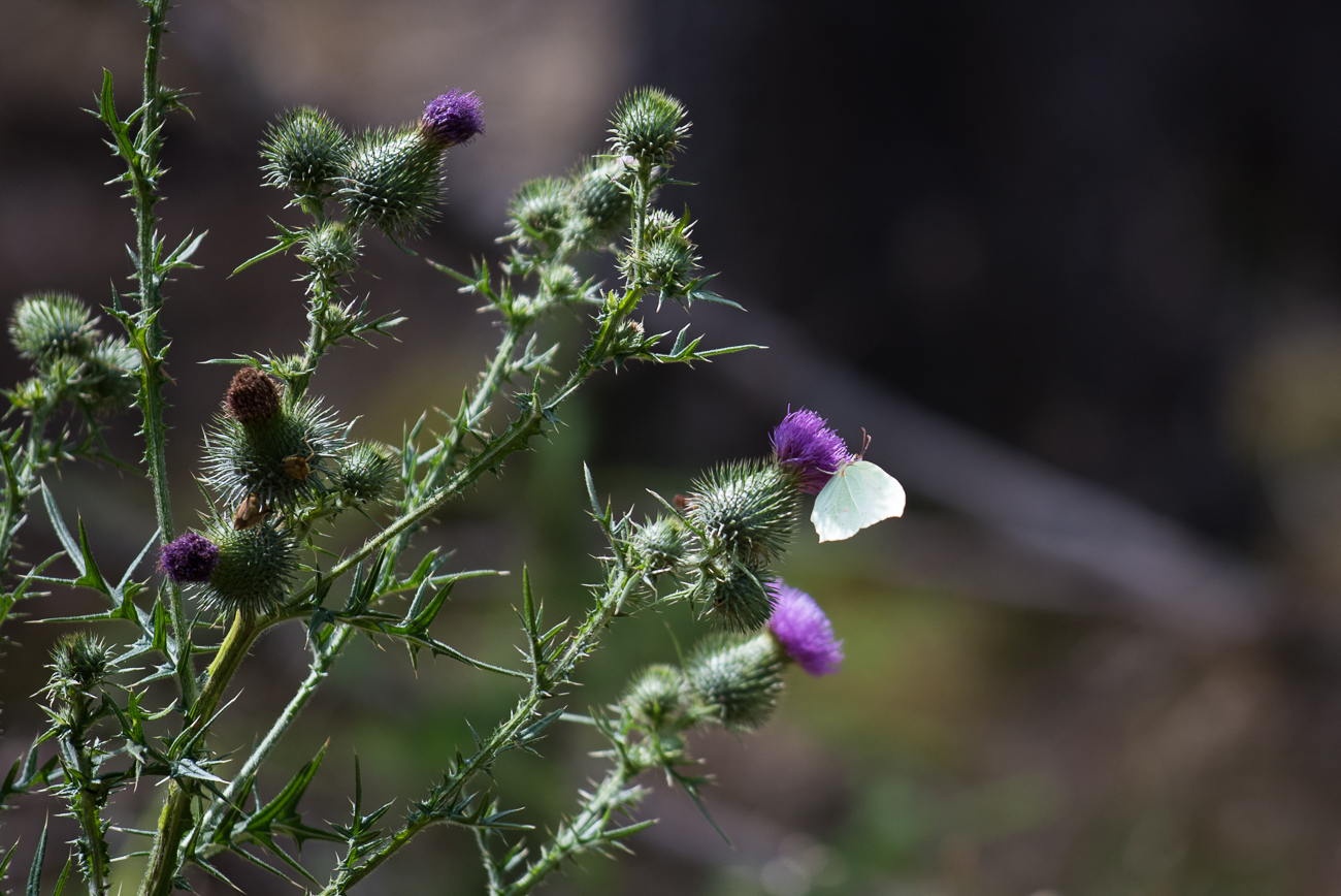 Schmetterling auf Distel