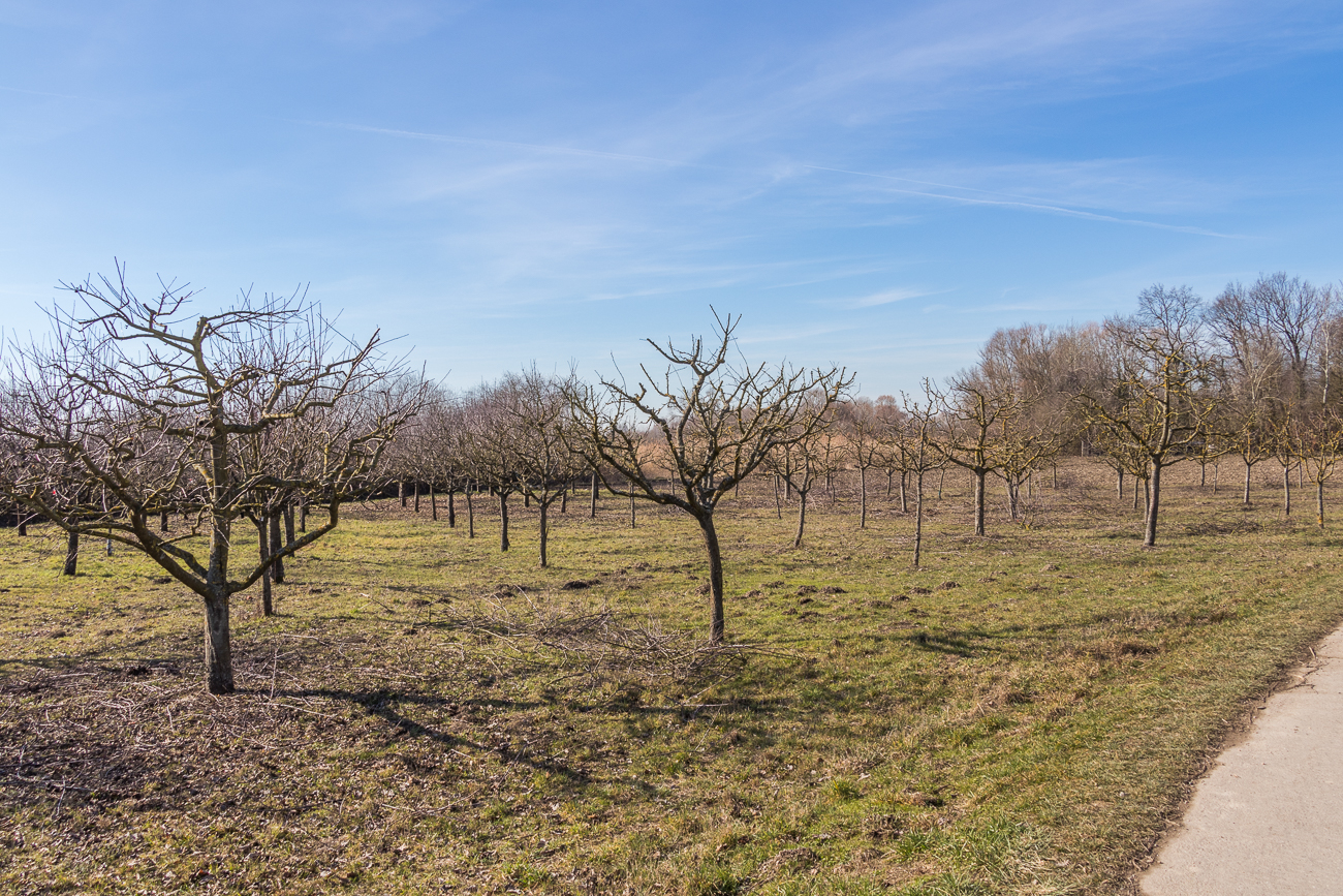 Auf dieser Streuobstwiese wird für jedes Neugeborene aus Neupotz ein landschaftstypisches Obstbäumchen gepflanzt, versehen mit Namen und Geburtsdatum