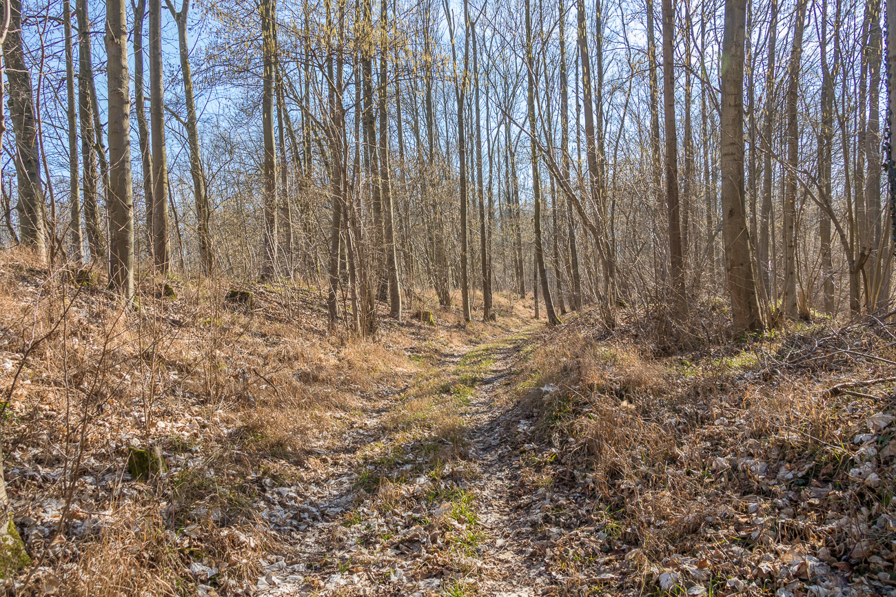 Auf dem Waldlehrpfad, im Sommer viele Stechmücken :-(