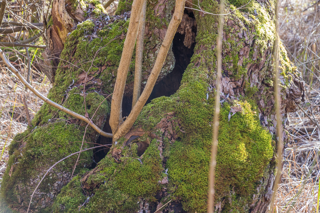 Eingang zu einer Trollhöhle?