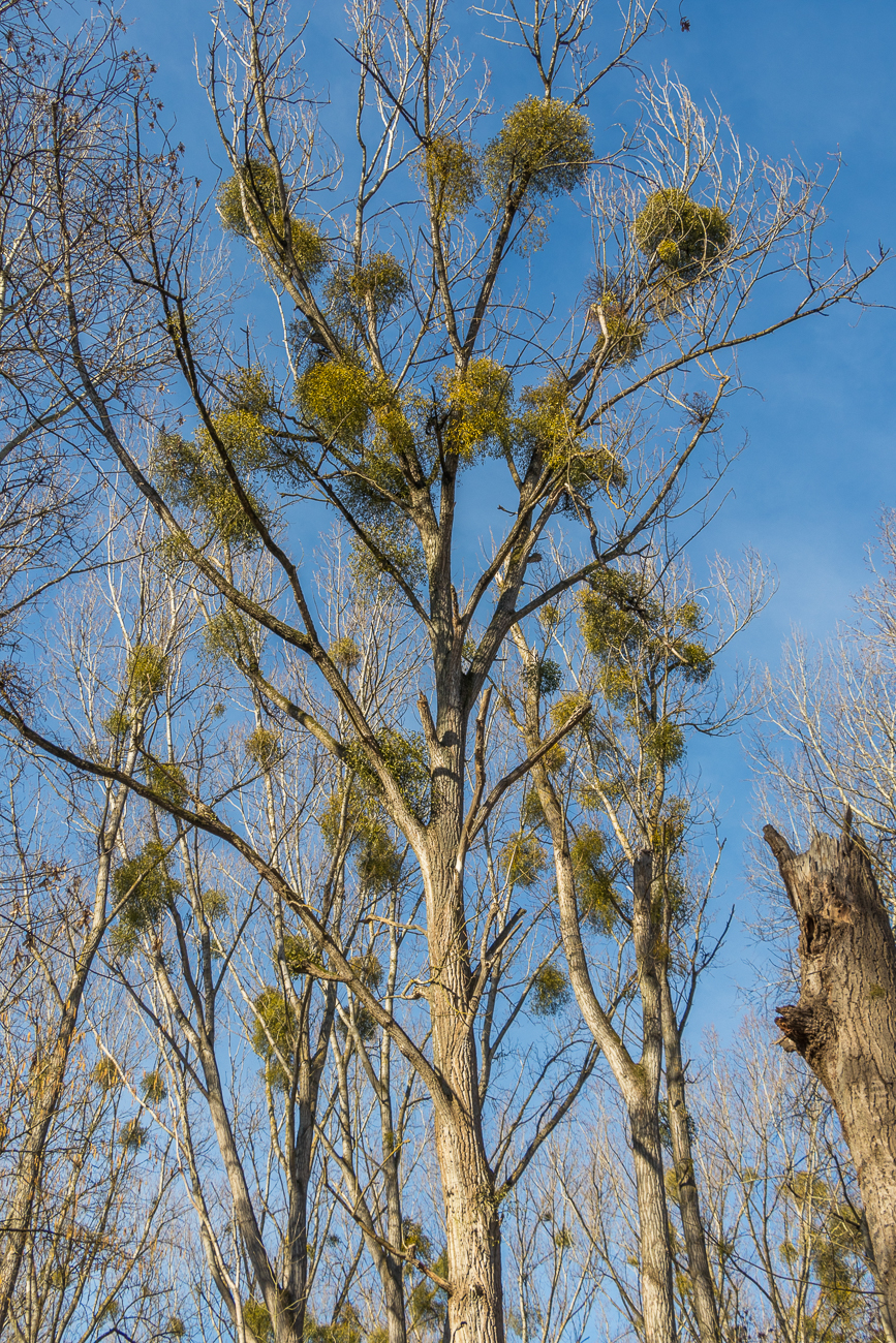 Es gibt viele Misteln auf den Bäumen