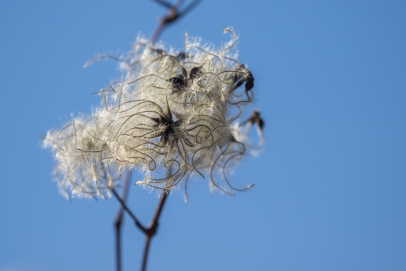 Viel Wolle um die Samen