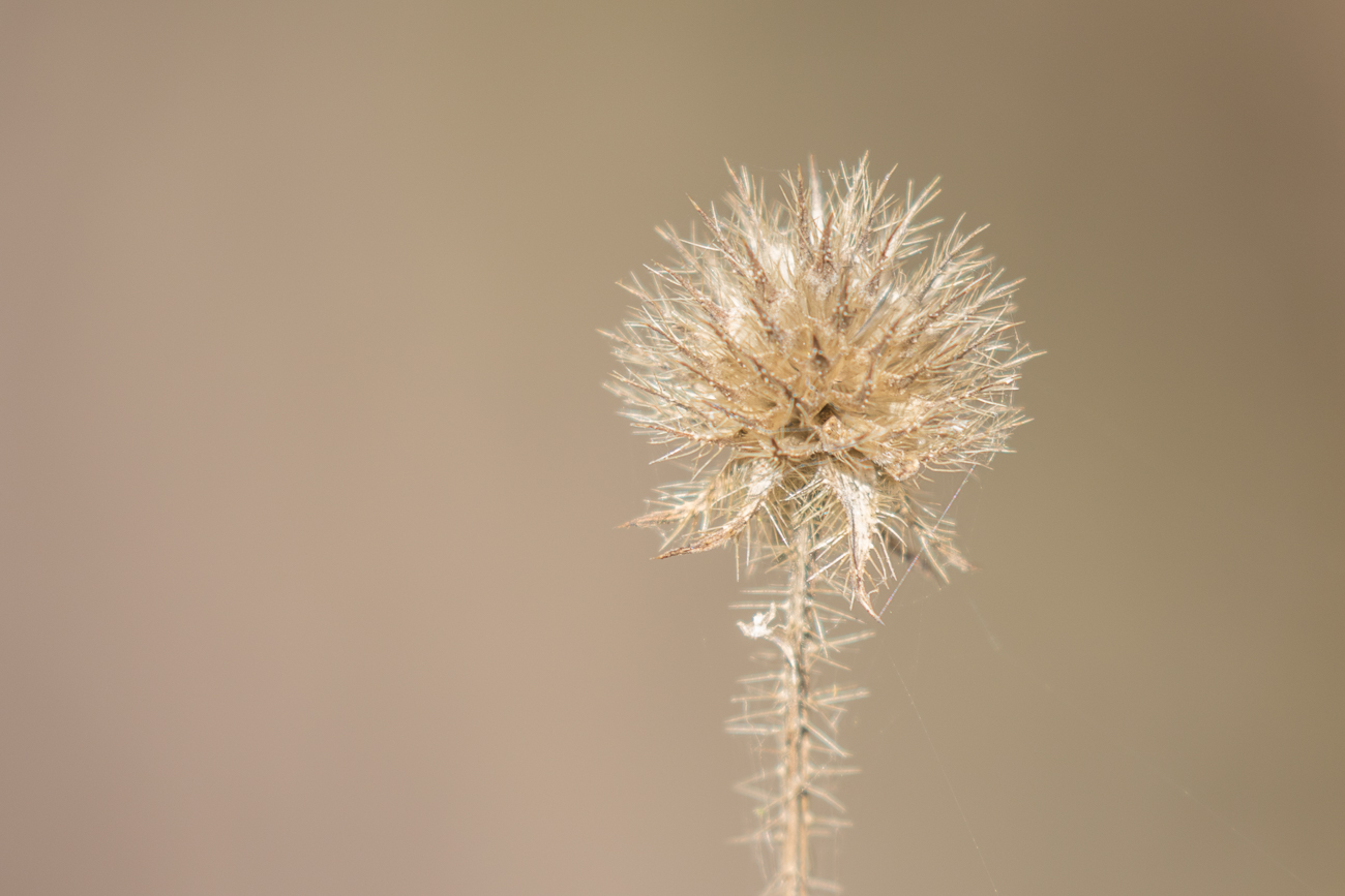 Zur Abwechslung mal Stacheliges