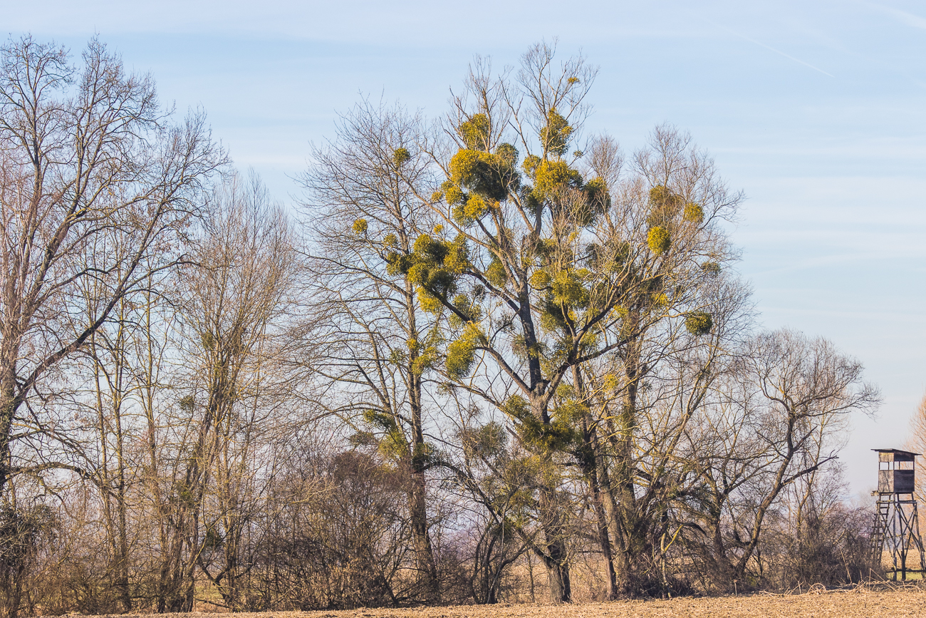 Wieder Misteln im Überfluss