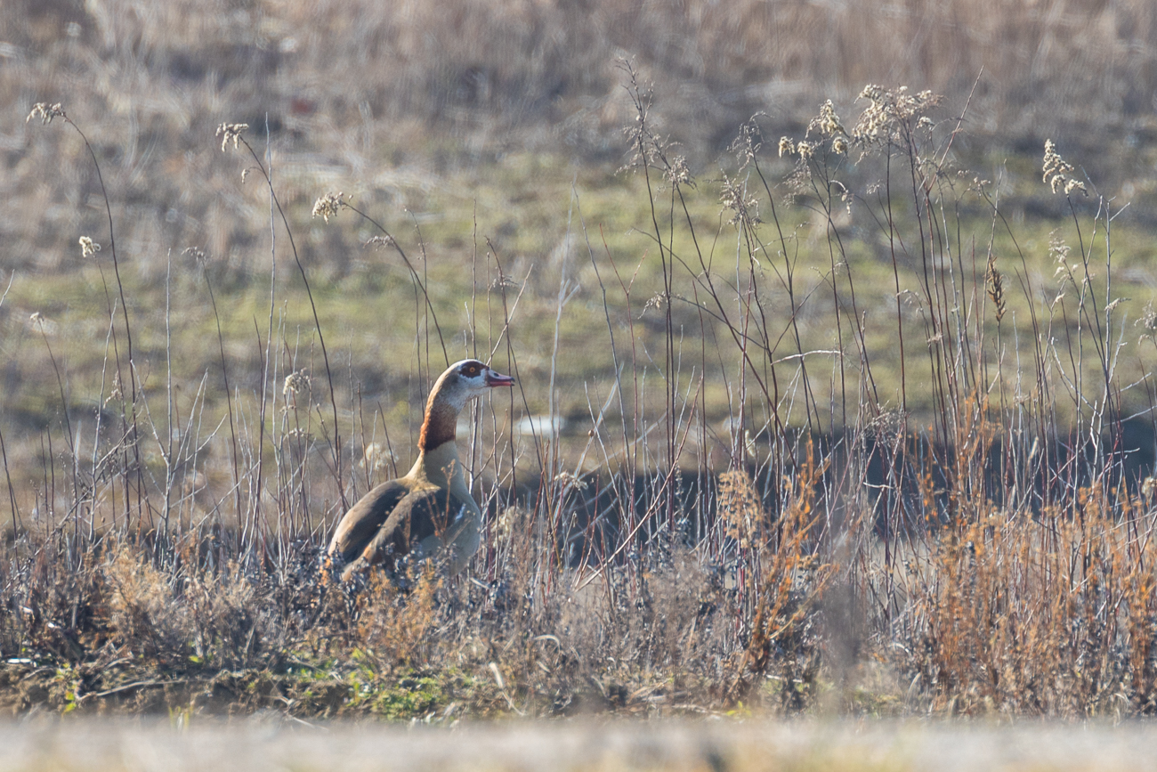 Gans am Baggersee