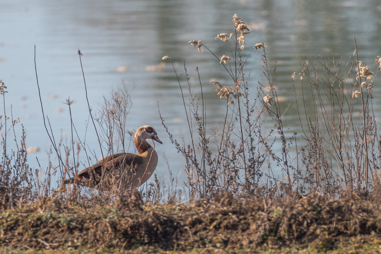 Gans am Baggersee