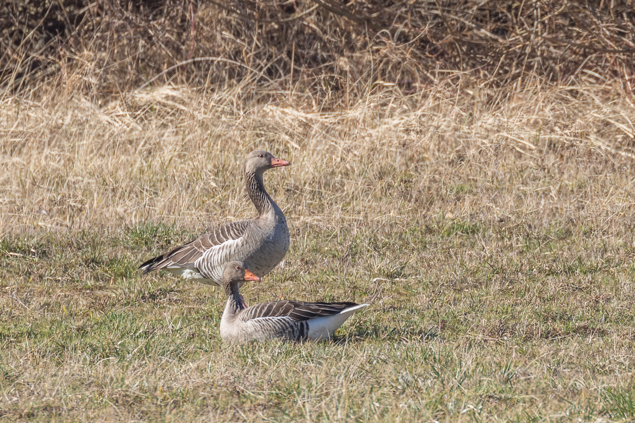 Gänsepaar auf der Wiese