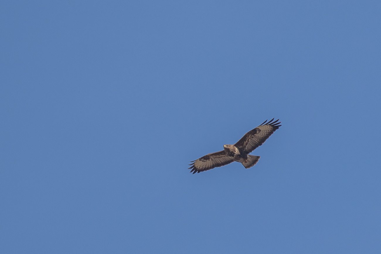 Greifvogel auf Beutesuche