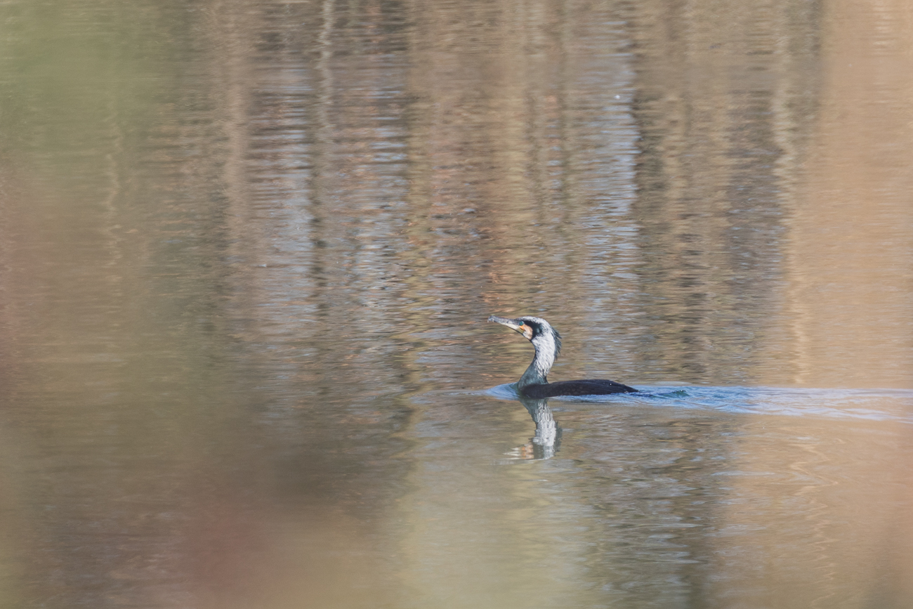 Kormoran