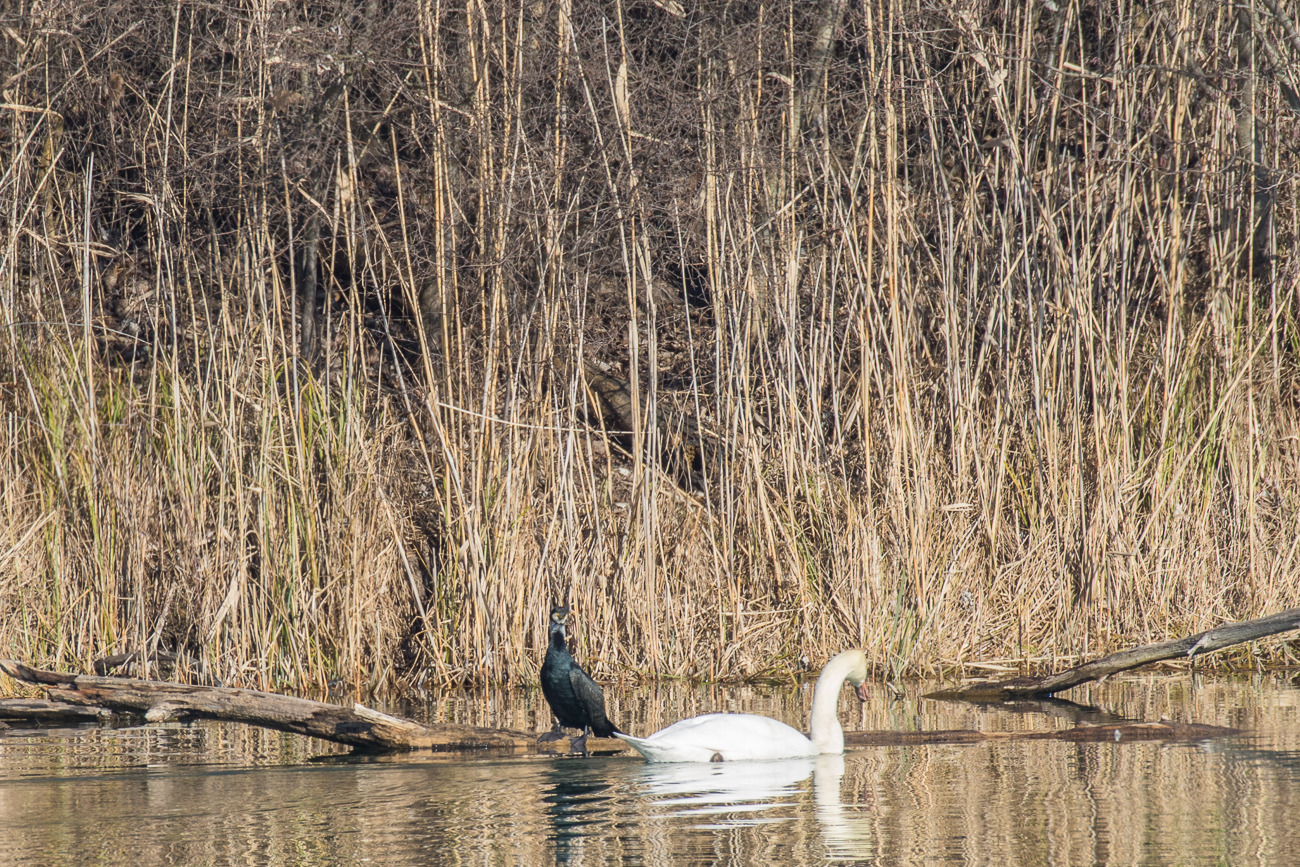 Kormoran und Höckerschwan