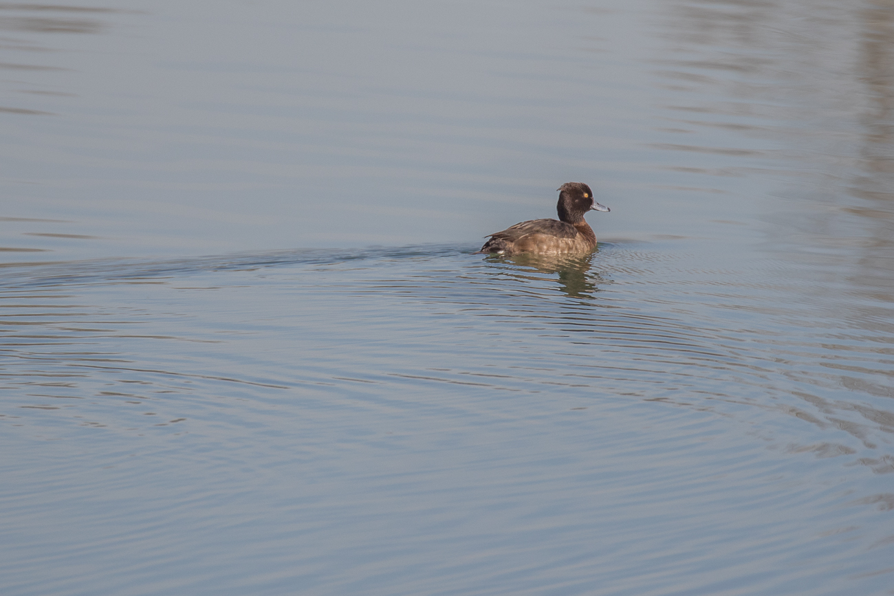 Reiherente (Aythya fuligula), weiblich