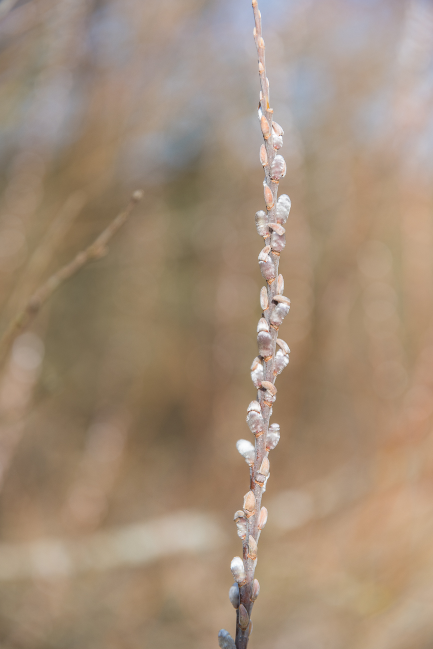 Die Kätzchen strecken ihre Köpfchen