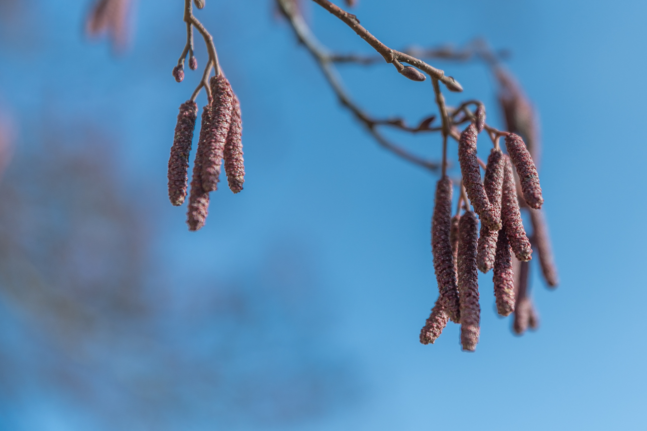 Die Teile schicken auch ihre Pollen aus