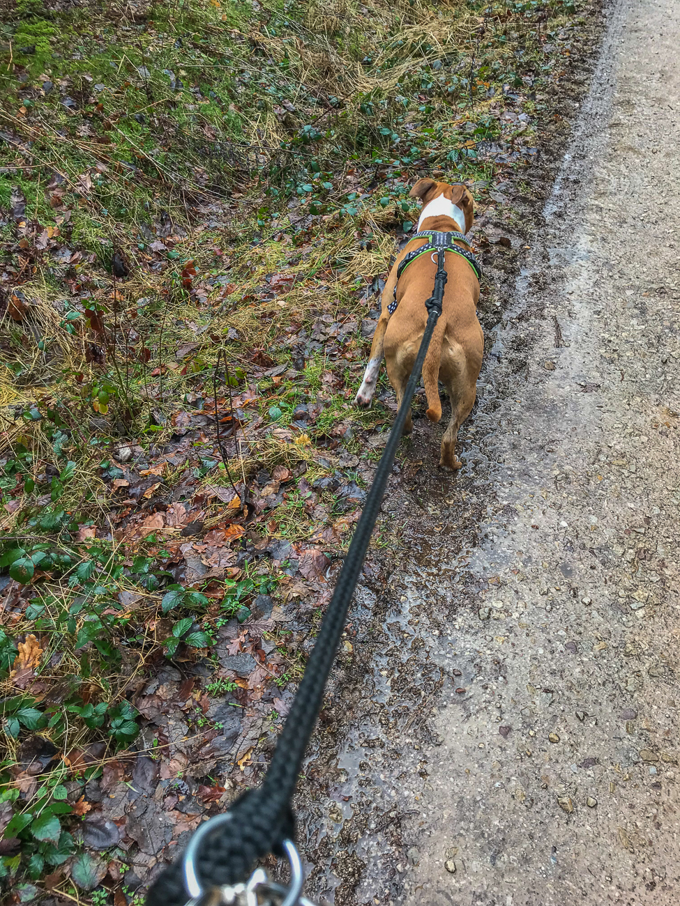 Gretchen zieht mich den Berg hinauf